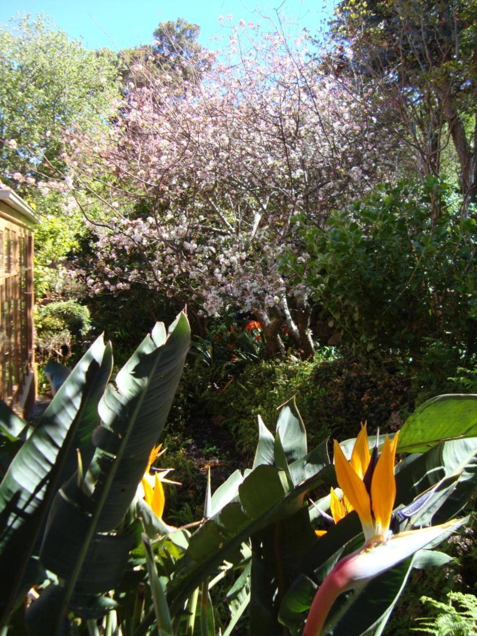 Cap Serein Guest House Cidade Do Cabo Exterior foto